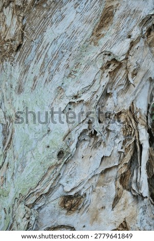 Close-up texture of cajuput tree bark (Melaleuca cajuputi), known as the source of traditional cajuput oil. The peeling layers of pale wood create a unique natural texture with earthy tones and organic patterns. Ideal for nature backgrounds, botanical themes, herbal medicine concepts, forestry, and tropical plant photography.