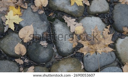 Close-up texture of a damp path made of rounded, grey cobblestones, lightly scattered with yellow and brown fallen leaves, suggesting a river bank or garden walkway on a crisp, misty autumn day.
