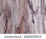 Close-up texture of eucalyptus tree bark