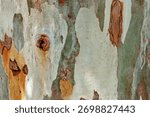 Close-Up Texture of Eucalyptus Tree Bark, Peeling Natural Wood Background, colorful spots beauty nature pattern . Macro photo nature design backgrounds eco nature textures, minimal botanical trend