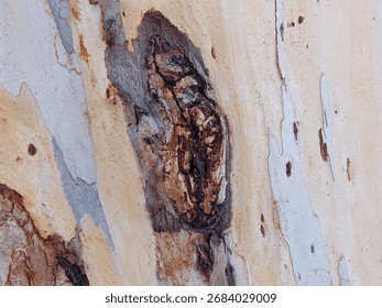 Close-up texture of eucalyptus tree bark