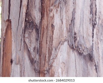 Close-up texture of eucalyptus tree bark