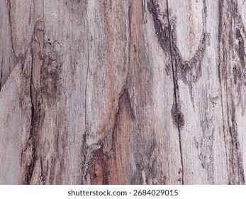 Close-up texture of eucalyptus tree bark