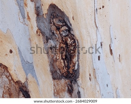 Close-up texture of eucalyptus tree bark
