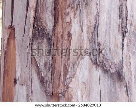 Close-up texture of eucalyptus tree bark