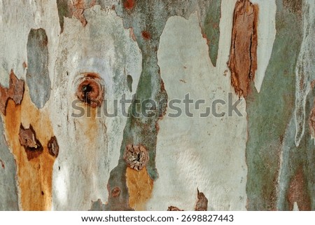 Close-Up Texture of Eucalyptus Tree Bark, Peeling Natural Wood Background, colorful spots beauty nature pattern . Macro photo nature design backgrounds eco nature textures, minimal botanical trend