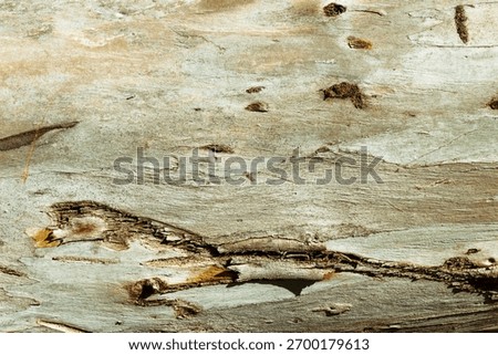 Close-Up Texture of Eucalyptus Tree Bark, Peeling Natural Wood Background, beauty nature pattern brown color. Macro photo nature design backgrounds eco nature textures, minimal botanical style