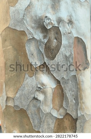 Close-up texture of exfoliating bark on a Sycamore tree trunk. Abstract natural background showing a mottled camouflage pattern with shades of brown, tan, and gray