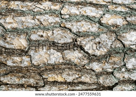 Close-up texture of gray pine treebark. Absract nature background for design.
