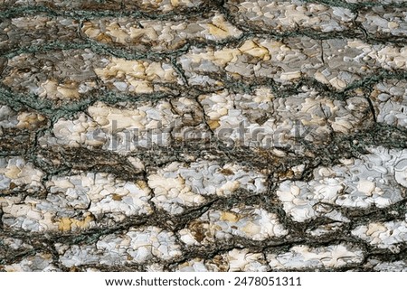 Close-up texture of gray pine treebark. Absract nature background for design.
