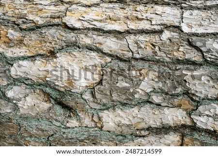 Close-up texture of gray pine treebark. Absract nature background for design.