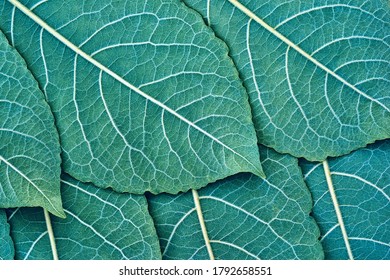 A Close-up Texture Of Green Tree Leaves For A Natural Background Or For Computer Desktop Wallpaper