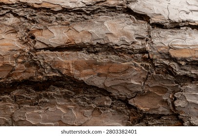 Close-Up Texture of Layered Scots Pine Bark