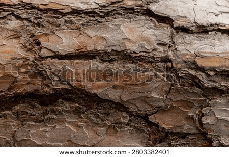 Close-Up Texture of Layered Scots Pine Bark