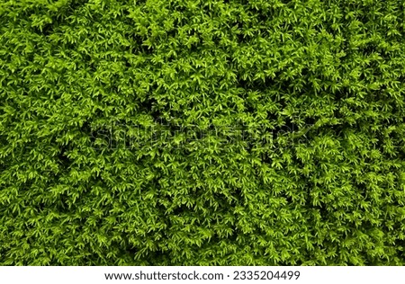 Closeup, Texture of moss on the wall. green moss background, Natural moss in nature for text, creative, backdrop and interior design. background with copy space