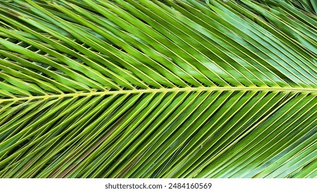 A close-up of the texture on a green coconut leaves. The intricate details and natural patterns of the surface are clearly visible, emphasizing the coconut's unique texture. - Powered by Shutterstock