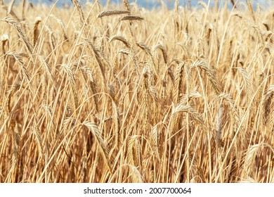 Close-up texture pattern view of ripe golden organic wheat stalk field landscape on bright sunny summer day. Cereal crop harvest growth background. Agricultural agribuisness business concept - Powered by Shutterstock