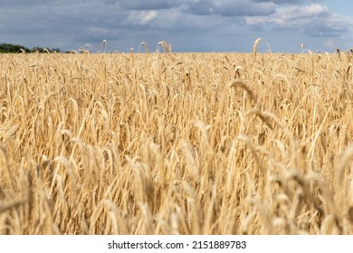 Close-up texture pattern view of ripe golden organic wheat stalk field landscape on bright sunny summer day. Cereal crop harvest growth background. Agricultural agribuisness business concept