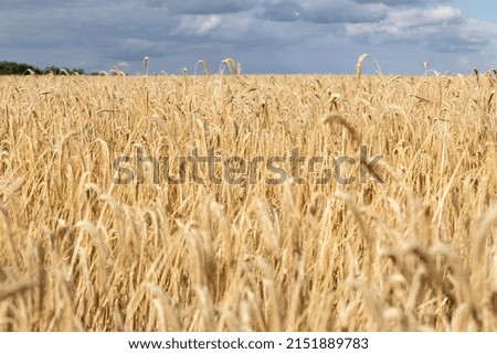 Close-up texture pattern view of ripe golden organic wheat stalk field landscape on bright sunny summer day. Cereal crop harvest growth background. Agricultural agribuisness business concept