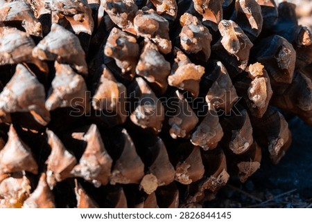 Close-Up Texture of a Pine Cone with Detailed Woody Scales