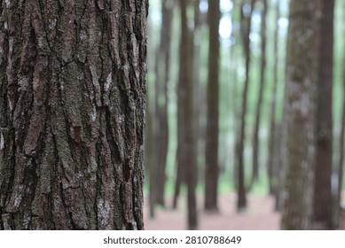Close-up texture of pine tree bark with blurred pine forest background