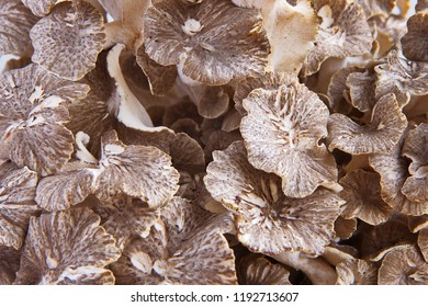 Close-up Of Texture Of Raw  Maitake Mushroom (Grifola Frondosa) Commonly Known As Hen Of The Woods, Ram's Head, Sheep's Head. Raw Maitake Mushrooms In A Bunch.