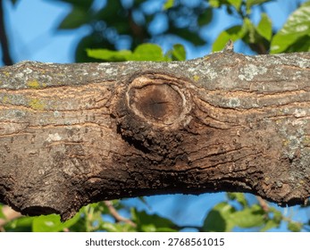 Close-up texture of a rough tree bark in Juan Carlos I park, Madrid, Spain