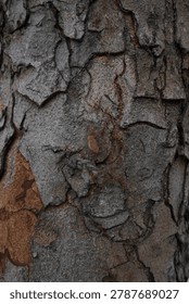 Close-up texture of rough tree bark with small ants crawling on the surface.