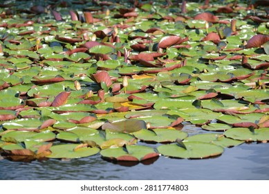 A close-up texture of round green nymphaea (water lily) pads floating on the dark surface of a still pond or lake in summer.