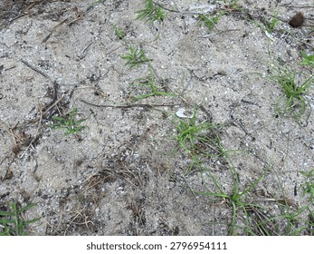 Close-up texture of sandy ground with small green weeds and dry leaves.