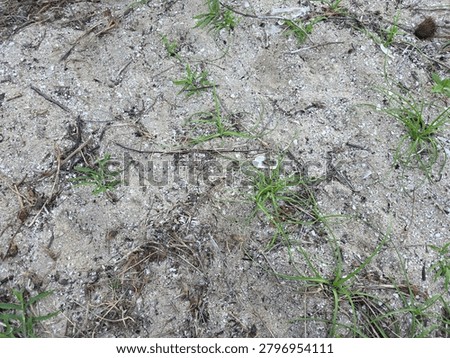 Close-up texture of sandy ground with small green weeds and dry leaves.