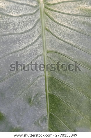 Close-up of the texture of the sente leaf