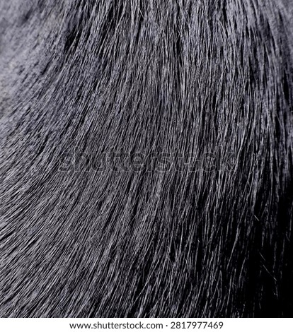 Close-up texture of soft black and grey animal fur with individual hair detail