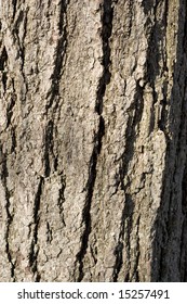 A closeup texture of some tree bark.