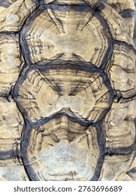  a close-up texture of a tortoise shell, displaying intricate patterns on its scutes. 