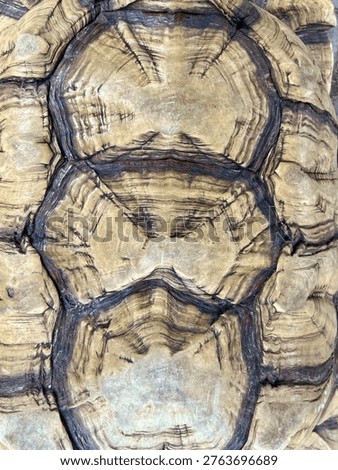  a close-up texture of a tortoise shell, displaying intricate patterns on its scutes. 