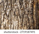 Closeup texture of tree bark. Pattern of natural brown tree bark background. Rough surface of trunk. Dirt skin of old maple wood trunk