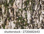 Closeup texture of tree bark. Pattern of natural tree bark background. Rough surface of trunk. Green moss and lichen on natural wood. Dirt skin of wooden. Grey, brown, and green nature background.