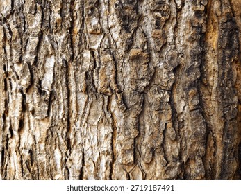 Closeup texture of tree bark. Pattern of natural brown tree bark background. Rough surface of trunk. Dirt skin of old maple wood trunk