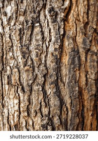 Closeup texture of tree bark. Pattern of natural brown tree bark background. Rough surface of trunk. Dirt skin of old maple wood trunk