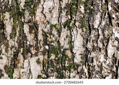 Closeup texture of tree bark. Pattern of natural tree bark background. Rough surface of trunk. Green moss and lichen on natural wood. Dirt skin of wooden. Grey, brown, and green nature background.