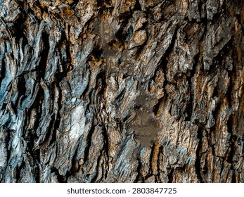 Closeup texture of tree bark. Pattern of natural brown tree bark background. Rough surface of trunk. Dirt skin of old maple wood trunk