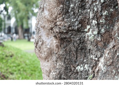 Closeup texture of tree bark. Pattern of natural brown tree bark background. Rough surface of trunk. Dirt skin of old maple wood trunk