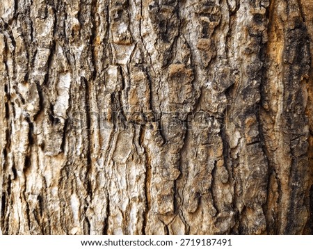 Closeup texture of tree bark. Pattern of natural brown tree bark background. Rough surface of trunk. Dirt skin of old maple wood trunk