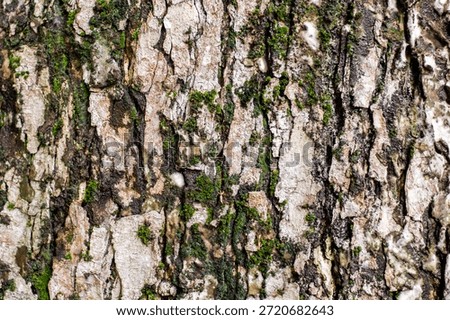 Closeup texture of tree bark. Pattern of natural tree bark background. Rough surface of trunk. Green moss and lichen on natural wood. Dirt skin of wooden. Grey, brown, and green nature background.