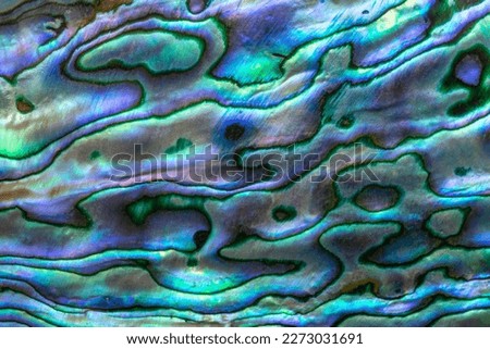 Closeup texture of unique and original shell from the Pacific Ocean surrounding New Zealand