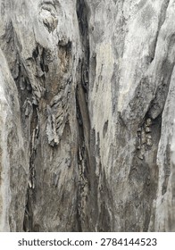 Close-up texture of weathered tree bark with intricate patterns.