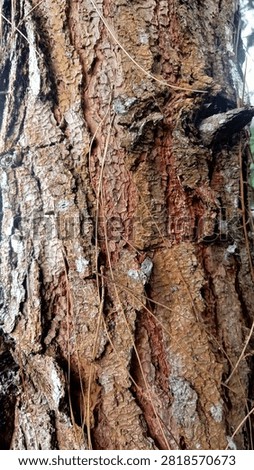 Close-up texture of wet pine tree bark with rough natural patterns.
