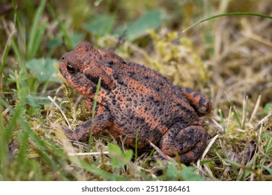 A close-up of a textured brown toad sitting on mossy ground, surrounded by green grass and small plants. - Powered by Shutterstock