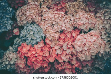 A close-up, textured image of a dense cluster of hydrangea flowers, capturing a rich and vibrant natural scene. The main subject is the intricate floral arrangement, with various colors and tones forming an organic mass that fills the entire frame.